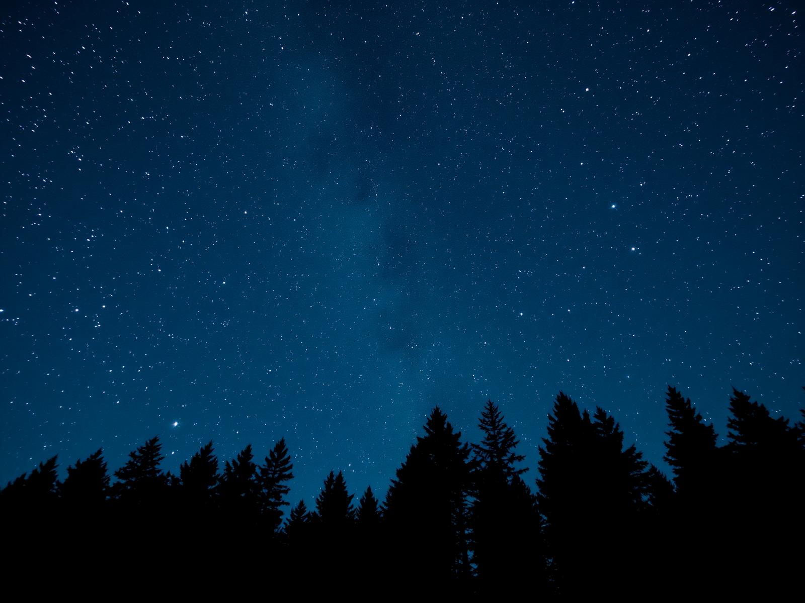 Stars over Scandinavian pines